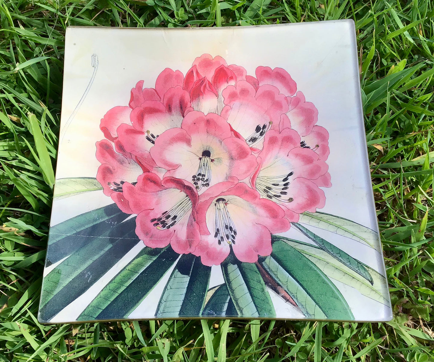 Vintage decoupage glass plate - "Pink Auricula"